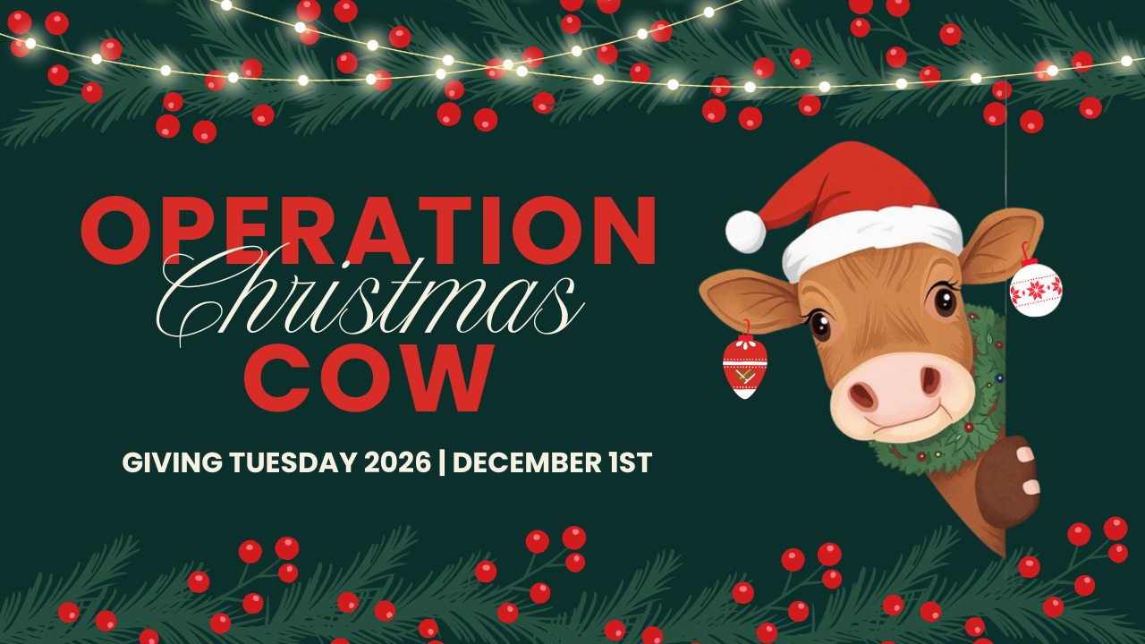 Thank you — Operation Christmas Cow 2025 was a tremendous success